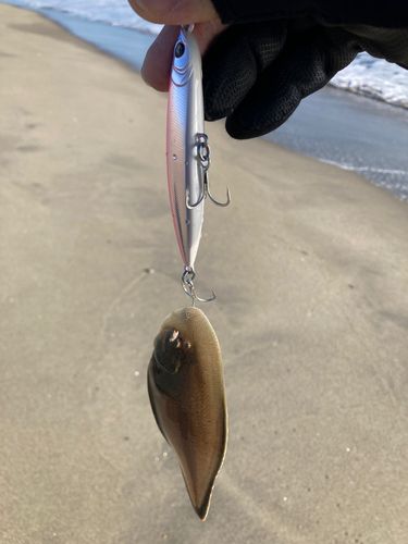 シタビラメの釣果
