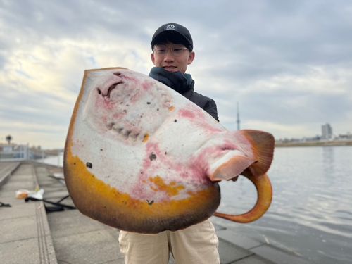 アカエイの釣果