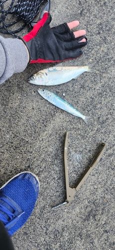 コノシロの釣果
