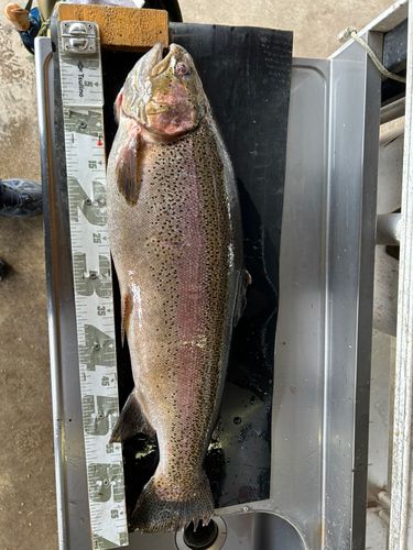 ニジマスの釣果
