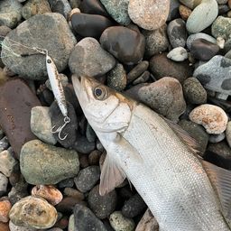 セイゴ（ヒラスズキ）