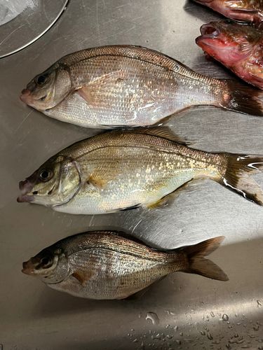 ウミタナゴの釣果