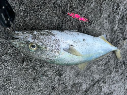 イナダの釣果