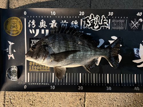 クロダイの釣果