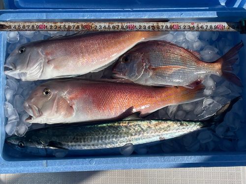 シロアマダイの釣果