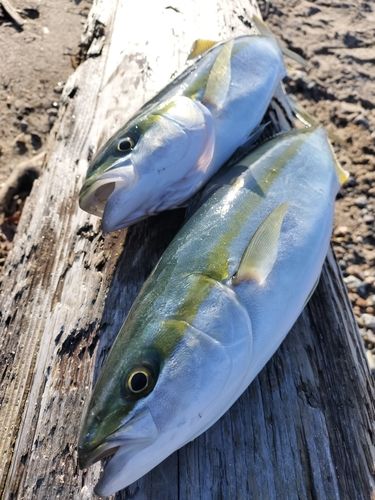 フクラギの釣果