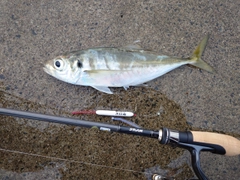 マアジの釣果