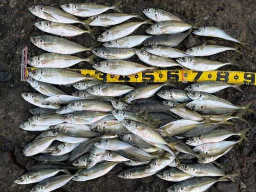 アジの釣果