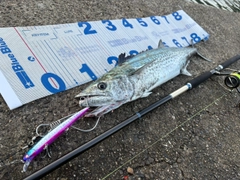 サゴシの釣果