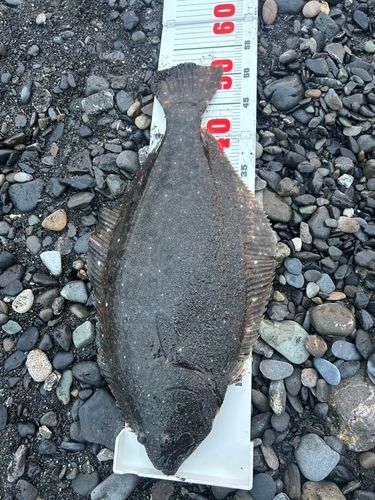 ヒラメの釣果