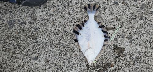 カレイの釣果