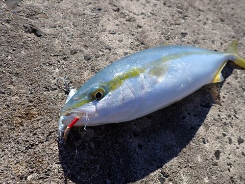 コゾクラの釣果