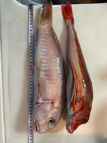 東京湾（富津〜金谷）