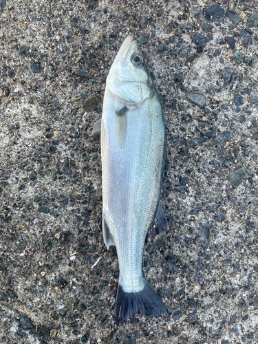 セイゴ（ヒラスズキ）の釣果