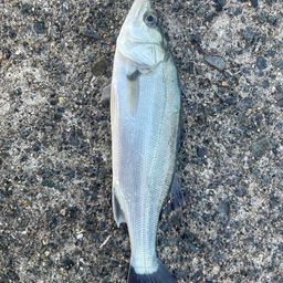 セイゴ（ヒラスズキ）