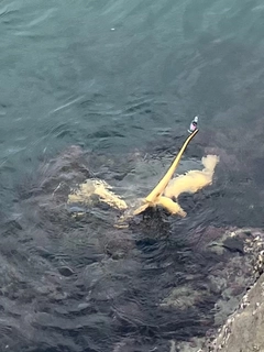 アカエイの釣果