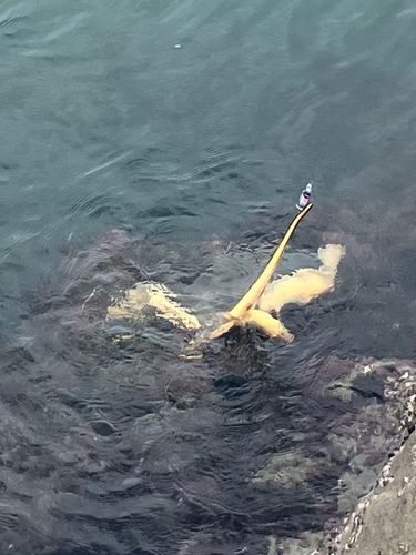 アカエイの釣果