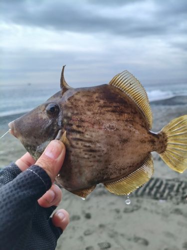 カワハギの釣果