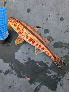 ヨメヒメジの釣果