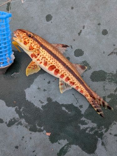 ヨメヒメジの釣果