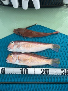 アマダイの釣果