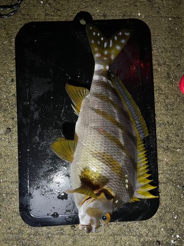 タカノハダイの釣果