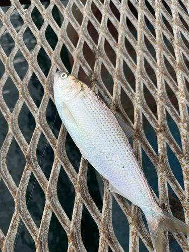 本牧海づり施設