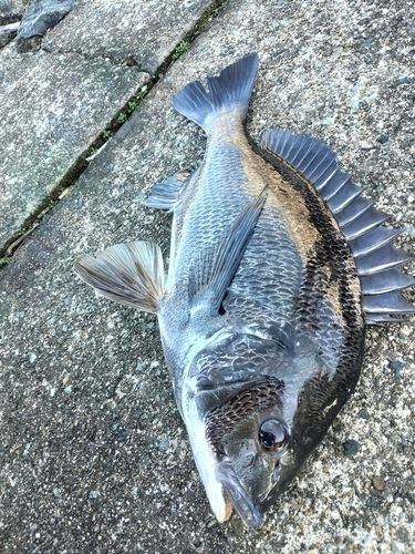 チヌの釣果