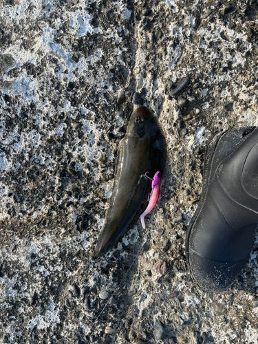 シタビラメの釣果