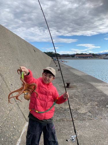 マダコの釣果