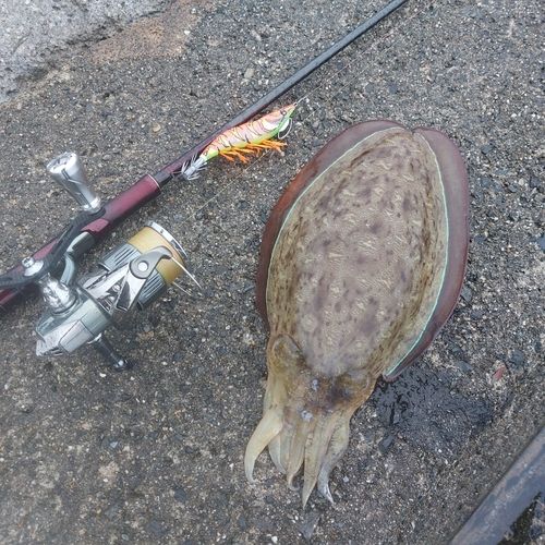 コウイカの釣果