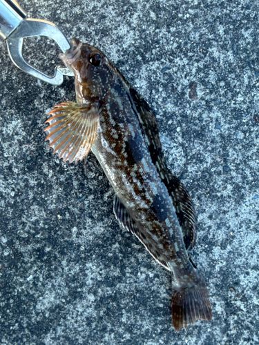 アイナメの釣果