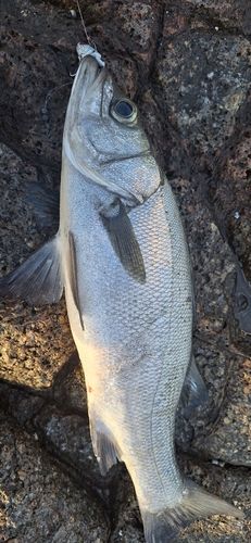 ヒラスズキの釣果