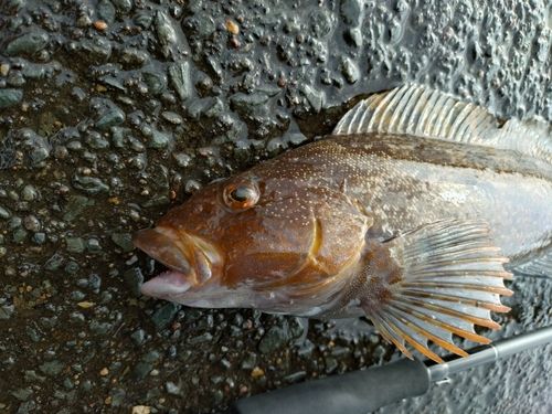 アイナメの釣果