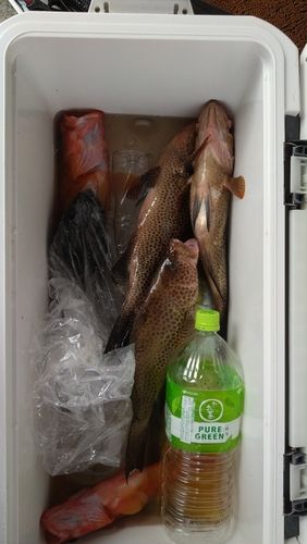 オオモンハタの釣果