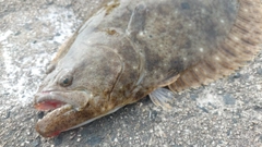 ヒラメの釣果