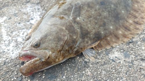 ヒラメの釣果