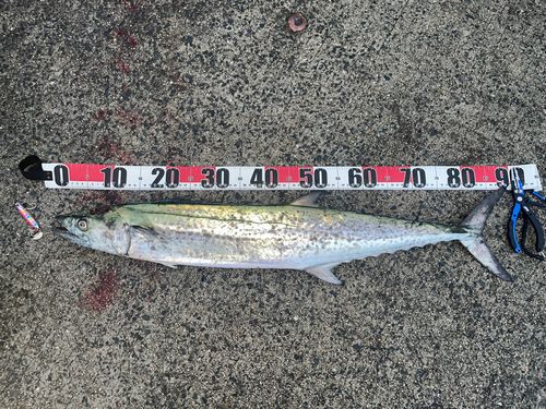 サワラの釣果