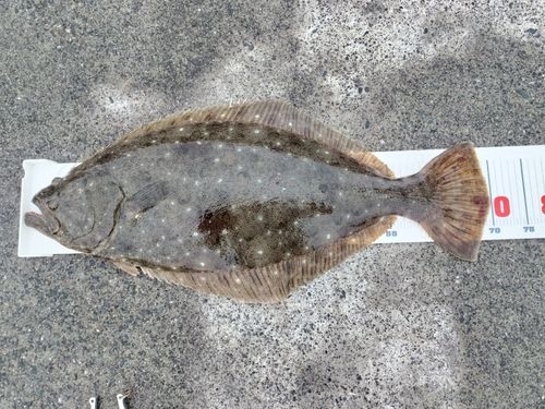 ヒラメの釣果