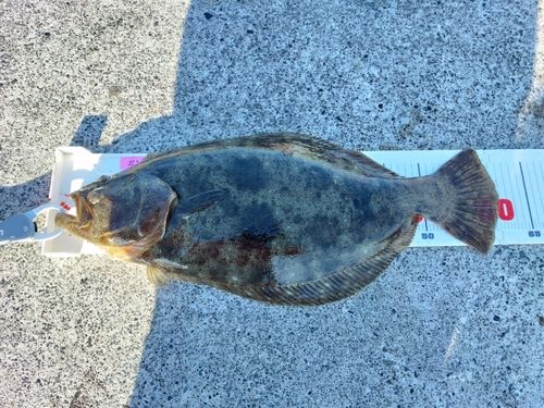 ヒラメの釣果