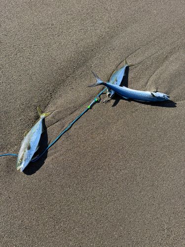 サゴシの釣果