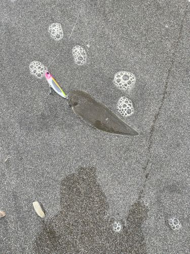 シタビラメの釣果