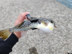 クサフグの釣果