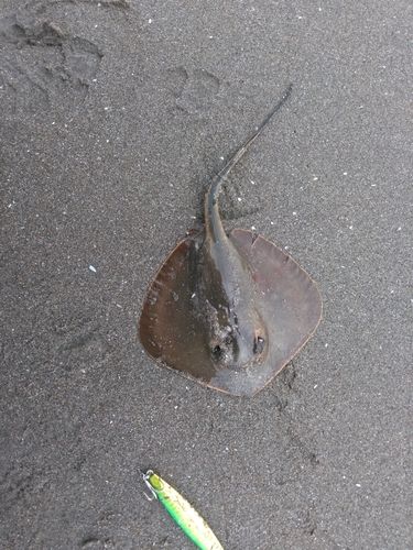 アカエイの釣果