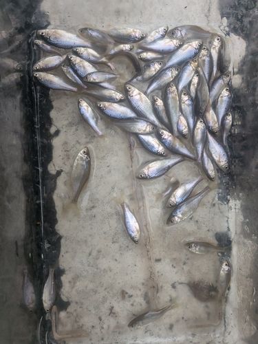 ヤリタナゴの釣果
