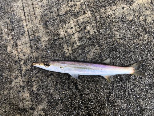 アカカマスの釣果