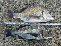 チヌの釣果
