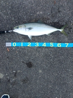 メジロの釣果