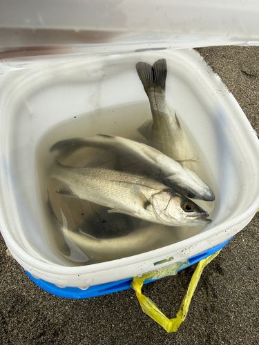 セイゴ（ヒラスズキ）の釣果