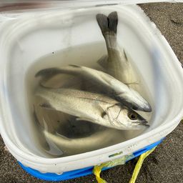 セイゴ（ヒラスズキ）